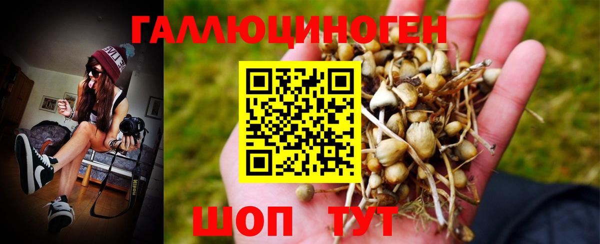 Псилоцибиновые грибы Psilocybe Тосно